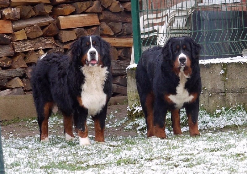 Publication : du Haras de la Vergne Auteur : Suzanne Morin