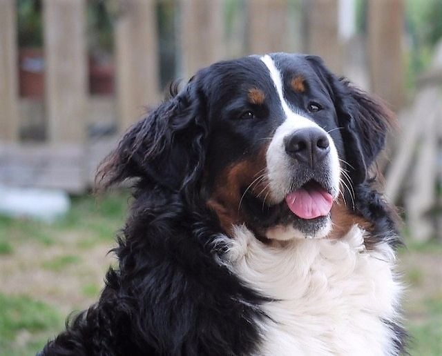 Publication : du Haras de la Vergne Auteur : Suzanne Morin