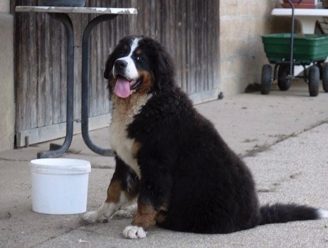 Publication : du Haras de la Vergne Auteur : Suzanne Morin