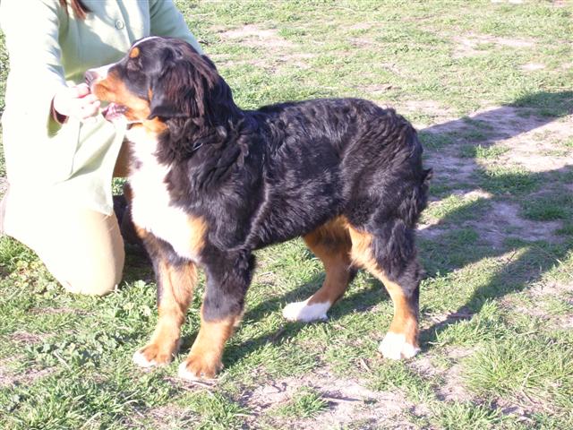 Czena du domaine des neiges eternelles