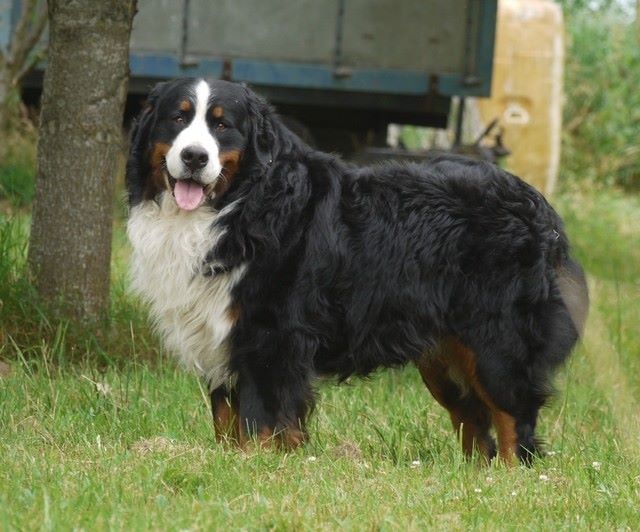 Fanatic fender Bermondo bohemia - EXCELLENT