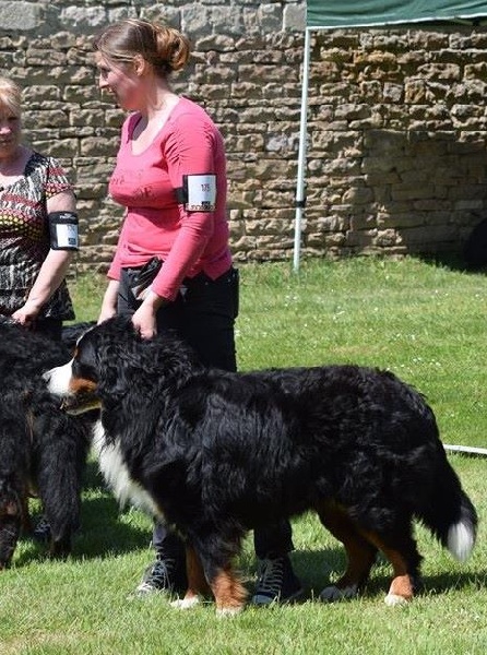 Ipsos du domaine des neiges eternelles - 1ER EXCELLENT CACS et MEILLEUR DE RACE