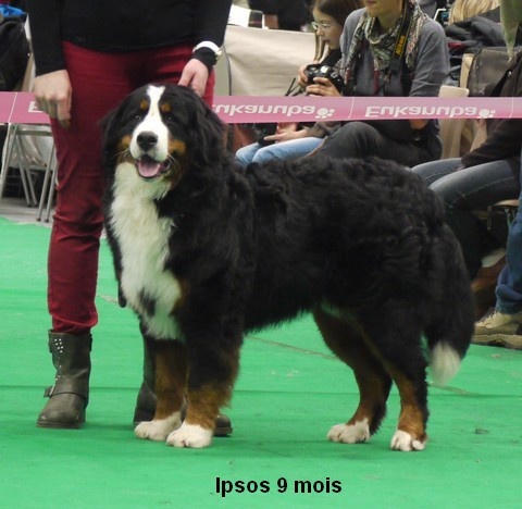 Ipsos du domaine des neiges eternelles - 2eme TRES BON