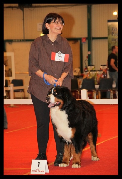 Falco du domaine des neiges eternelles - 1er Excellent et Meilleur jeune