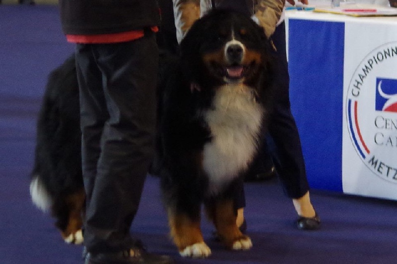 Icare du domaine des neiges eternelles - EXCELLENT