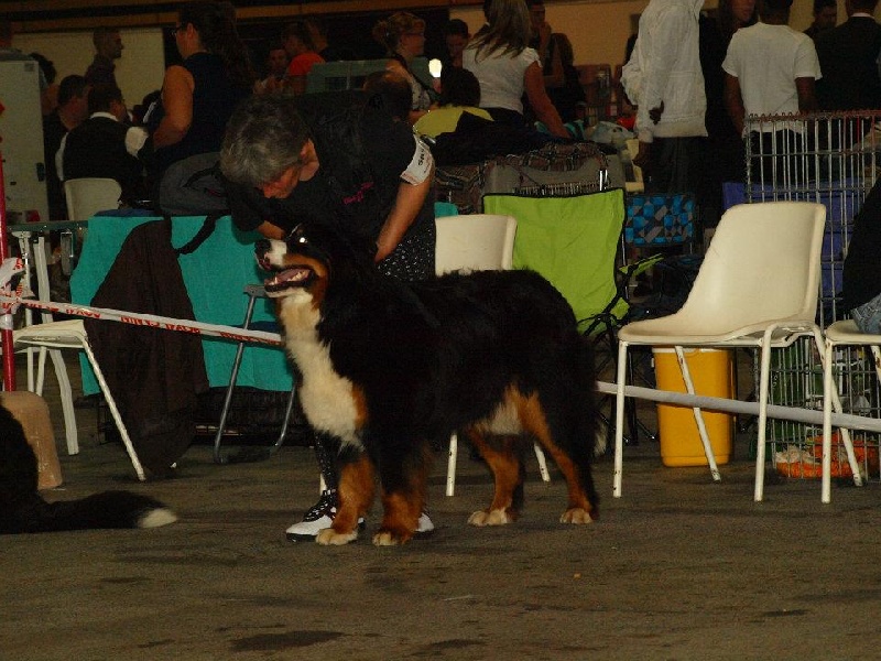 Gwen du domaine des neiges eternelles - 2ème EXCELLENT + confirmée