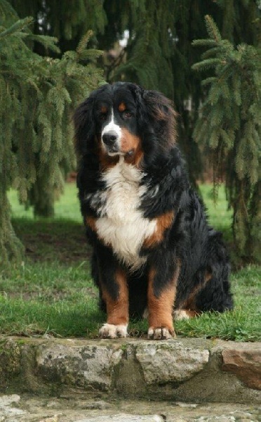 Icare du domaine des neiges eternelles - 2eme EXCELLENT