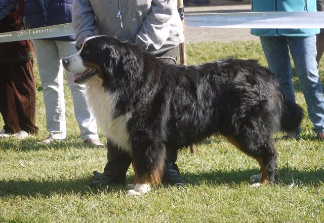 Fanatic fender Bermondo bohemia - très bon