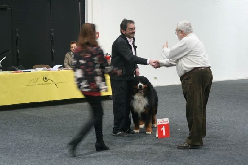 Icare du domaine des neiges eternelles - 1ER EXC CAC ( DCBS ) CACIB ET BOB