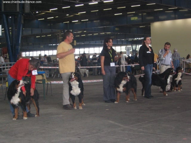Andgel Du ruisseau de facegorras - 1ER TRES BON classe intermédiaire