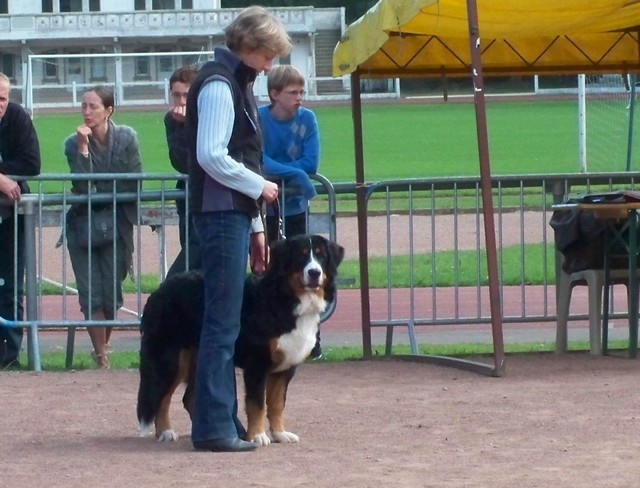 Elwin du domaine des neiges eternelles - 1er TRES PROMETTEUR et MEILLEUR PUPPY