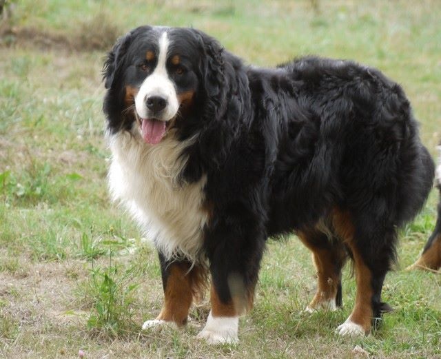 Fanatic fender Bermondo bohemia - 1er EXCELLENT CACS MEILLEUR DE RACE