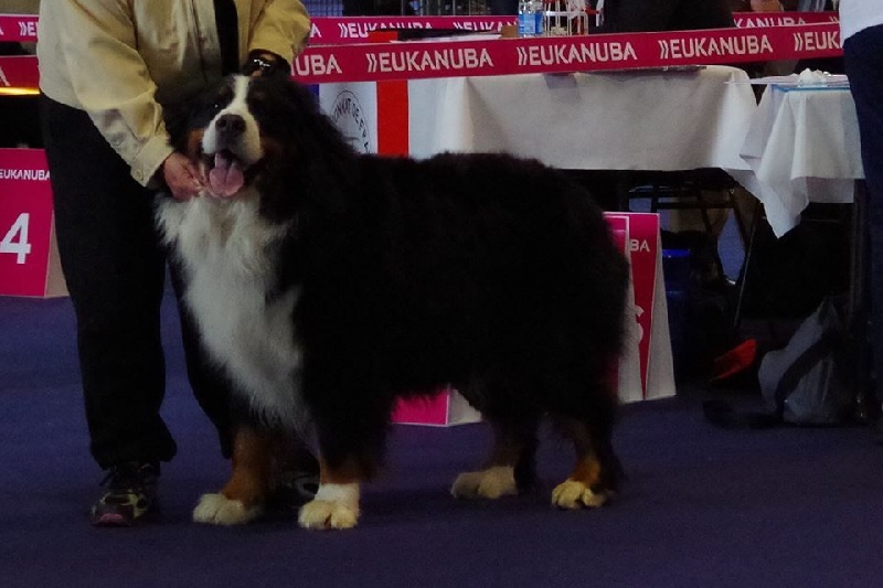 Fanatic fender Bermondo bohemia - EXCELLENT