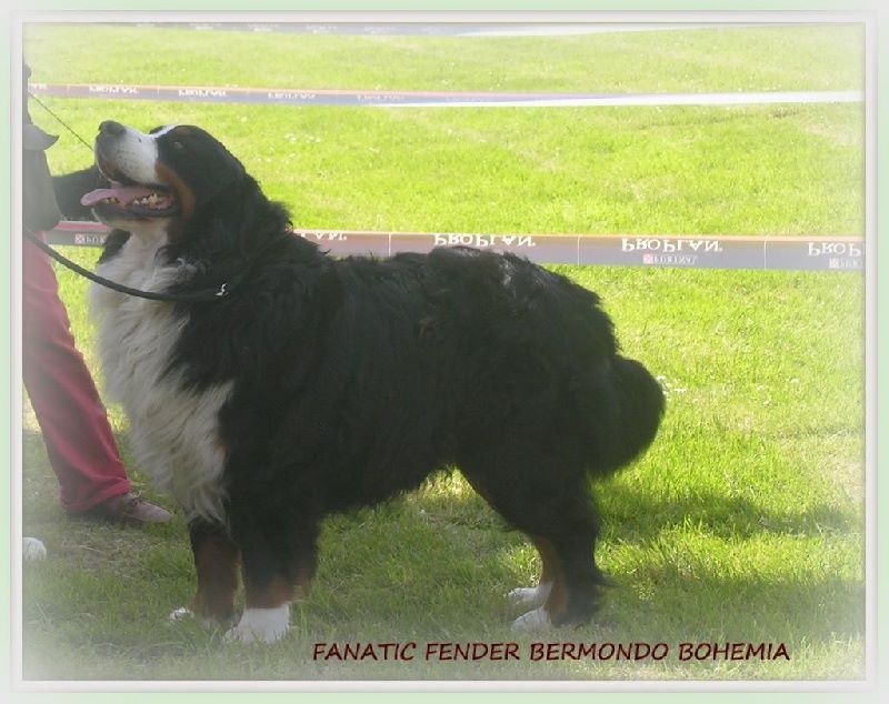 Fanatic fender Bermondo bohemia - 2EME EXCELLENT RCACS