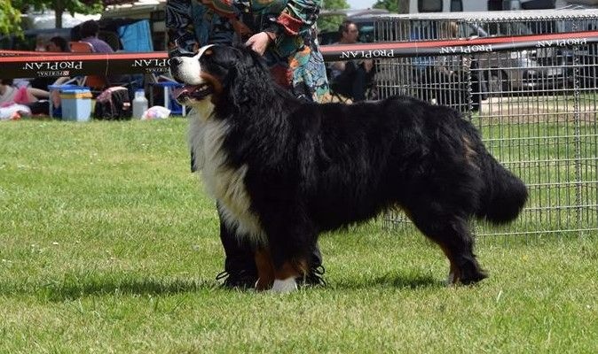 Fanatic fender Bermondo bohemia - 1er EXCELLENT et RCACS