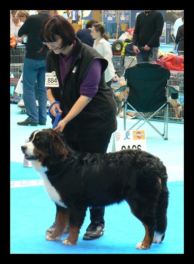 Falco du domaine des neiges eternelles - TRES PROMETTEUR