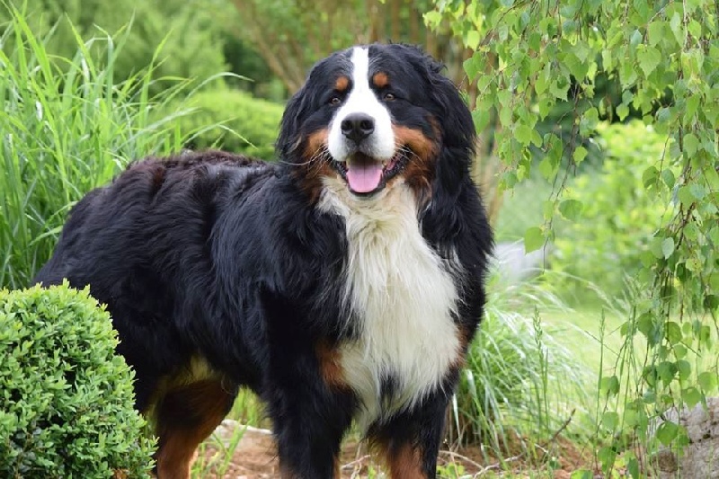 Ipsos du domaine des neiges eternelles - EXCELLENT