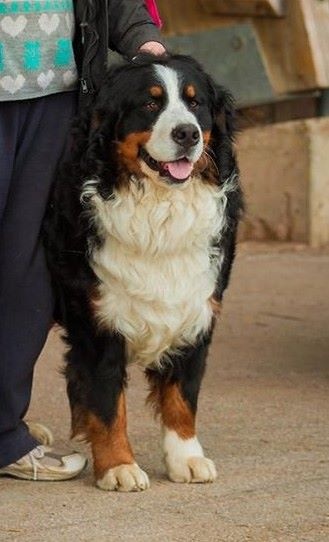 Fanatic fender Bermondo bohemia - 3ème EXC