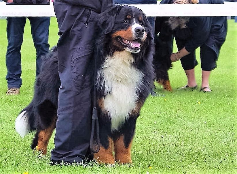 Icare du domaine des neiges eternelles - 1er EXCELLENT CACS ET MEILLEUR DE RACE