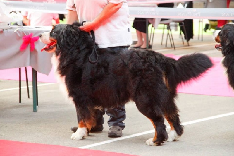 Fanatic fender Bermondo bohemia - 1er EXCELLENT CACS