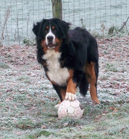 Elwin du domaine des neiges eternelles - 2ème EXCELLENT