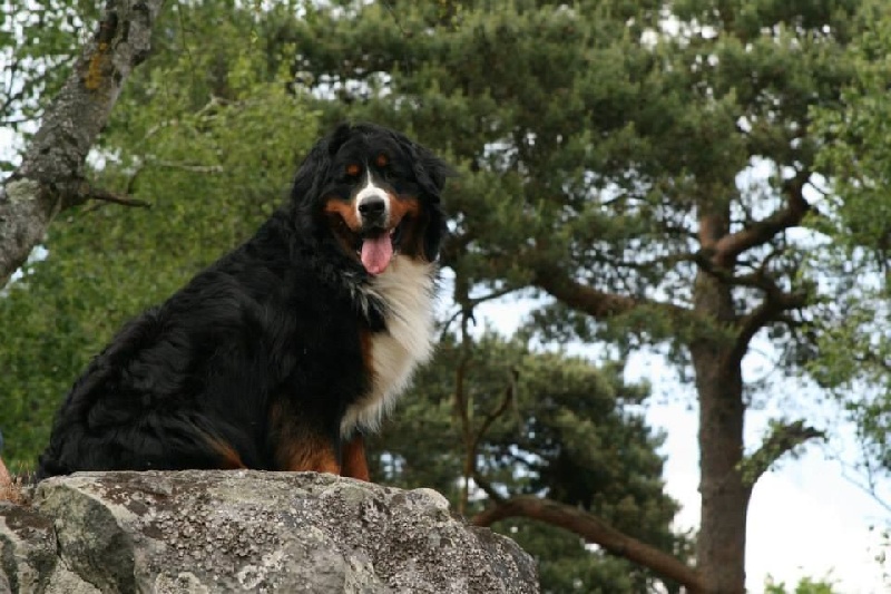 Icare du domaine des neiges eternelles - 1er EXCELLENT CACS et BOS