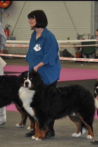 Falco du domaine des neiges eternelles - 2ème EXCELLENT