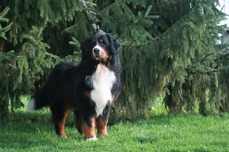 Icare du domaine des neiges eternelles - 1er Excellent CACS et RCACIB