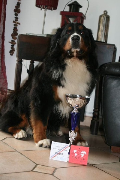 Icare du domaine des neiges eternelles - 1er EXCELLENT CACS CACIB