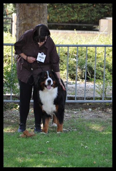 Falco du domaine des neiges eternelles - 1er EXCELLENT