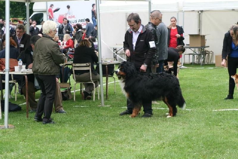 Icare du domaine des neiges eternelles - 1er EXCELLENT CACS et MEILLEUR DE RACE