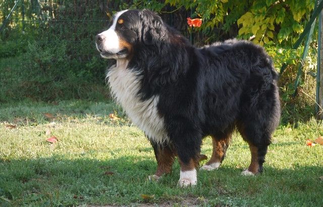 Fanatic fender Bermondo bohemia - 3eme excellent