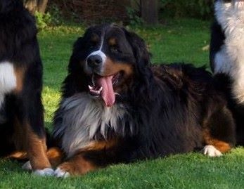 Icare du domaine des neiges eternelles - 1er EXCELLENT RCACS RCACIB