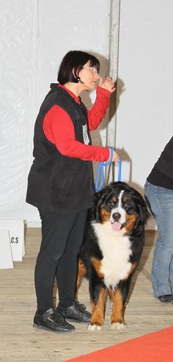 Falco du domaine des neiges eternelles - 3eme EXCELLENT