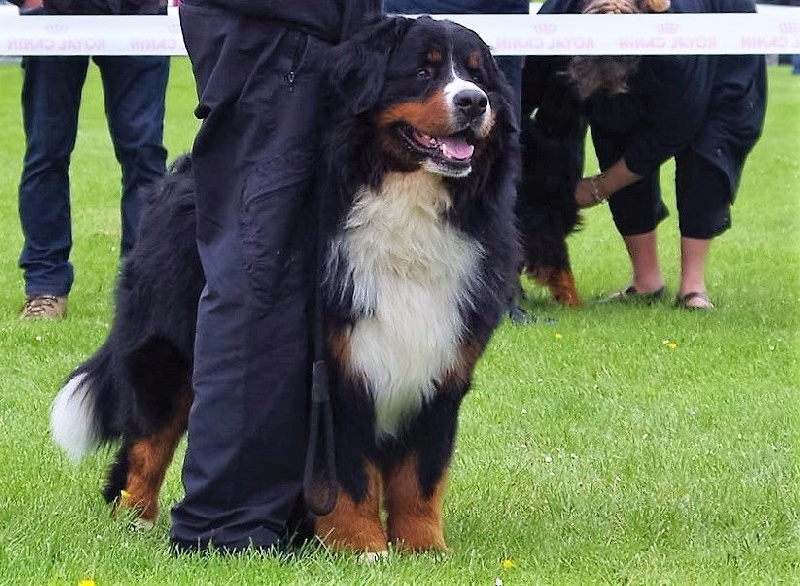 Icare du domaine des neiges eternelles - 1er EXCELLENT CACS ET MEILLEUR DE RACE