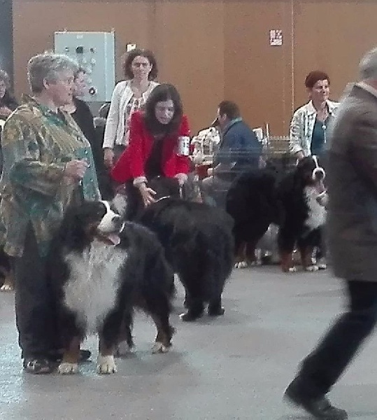 Fanatic fender Bermondo bohemia - 1er EXCELLENT et RCACS