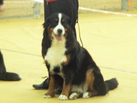 Andgel Du ruisseau de facegorras - EXCELLENT classe jeune