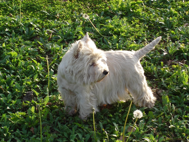 Publication : du mas Camira Auteur : laetitia ALONSO