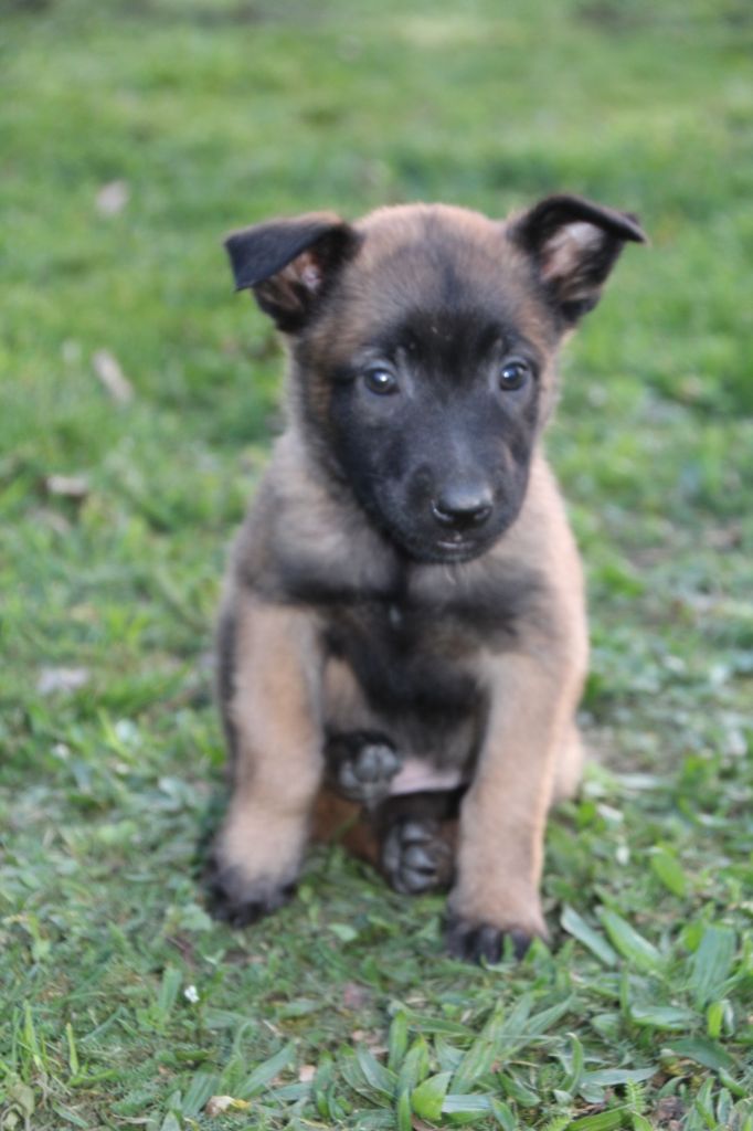 Chiot Elevage Du Clair Vaillant Eleveur De Chiens Berger Belge