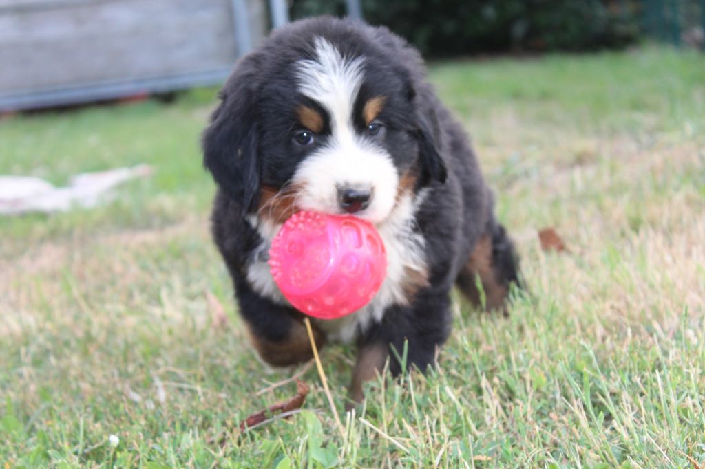 CHIOT - Bouvier bernois