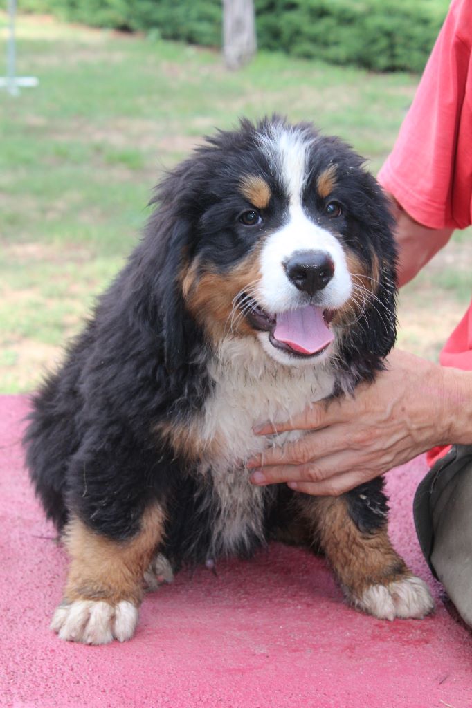 Chiot Elevage Du Clair Vaillant Eleveur De Chiens Bouvier Bernois