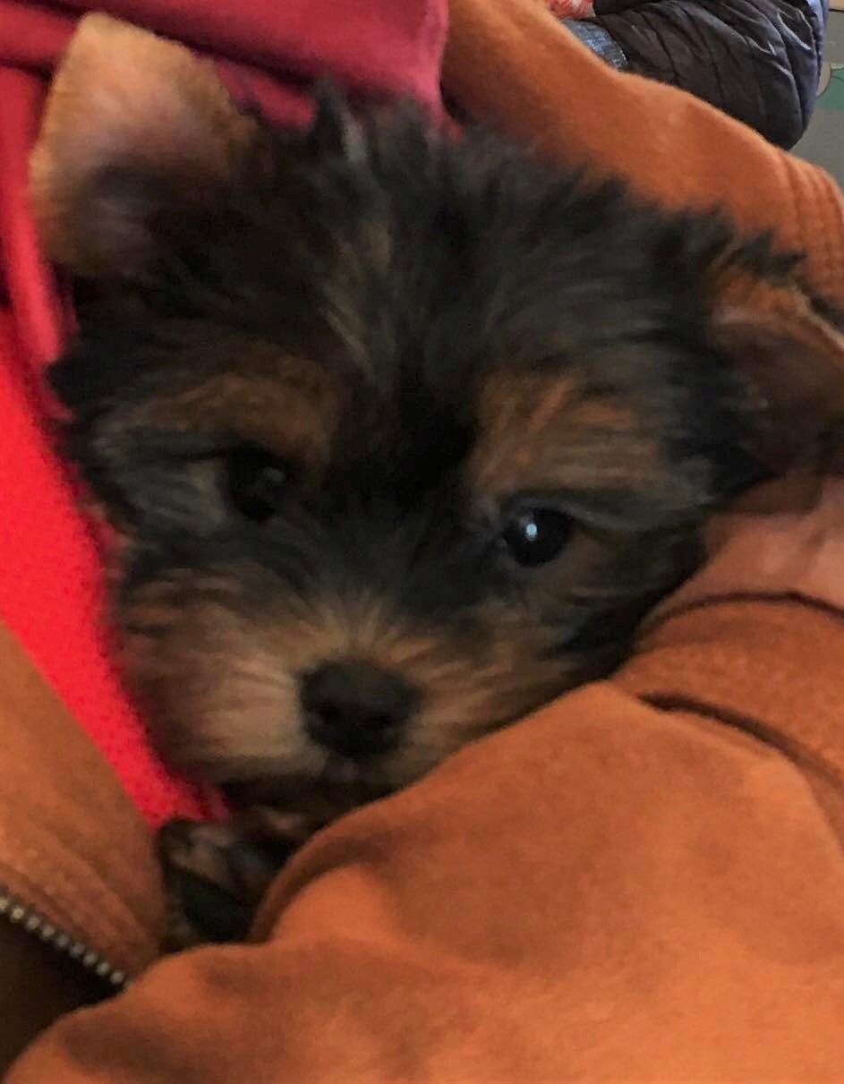 Aldo - Yorkshire Terrier