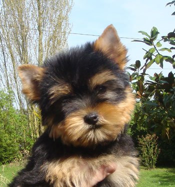 Ben - Yorkshire Terrier