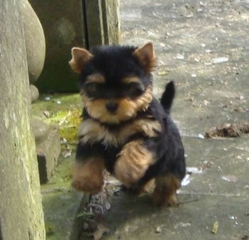 Les chiots de Yorkshire Terrier