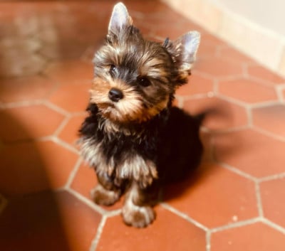 Les chiots de Yorkshire Terrier