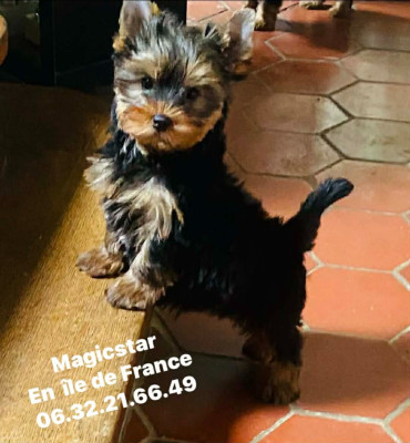 Les chiots de Yorkshire Terrier