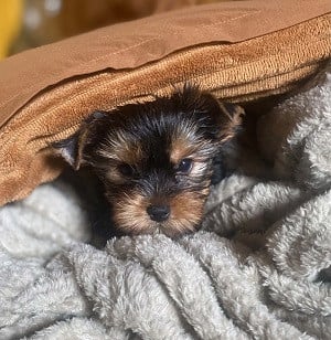 Les chiots de Yorkshire Terrier