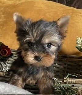 Les chiots de Yorkshire Terrier