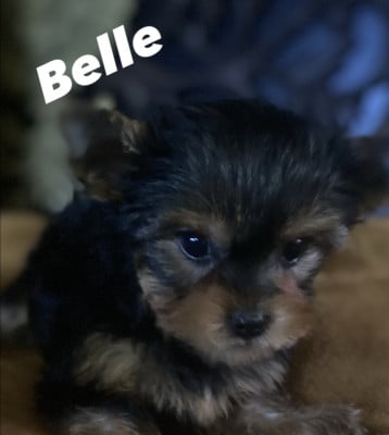 Les chiots de Yorkshire Terrier