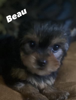Les chiots de Yorkshire Terrier